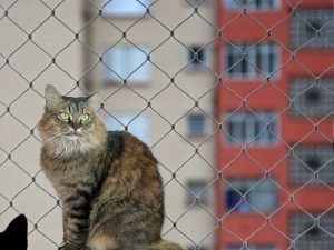Tela musquiteira em Brasília