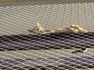 Redes de proteção para piscinas em Brasília