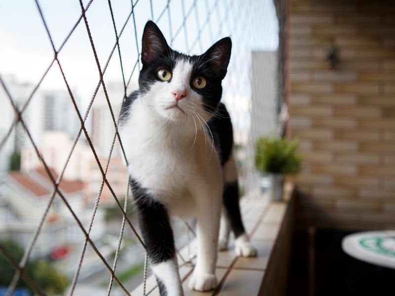 Garanta a segurança de animais com tela de proteção em Guará, Brasília